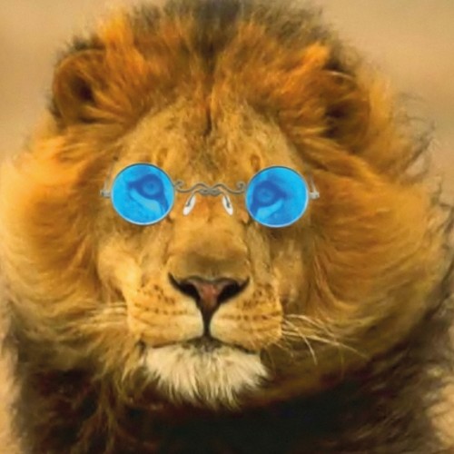 Carte Blanche au Collectif du Lion